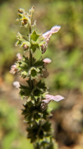 iNaturalist observation photo of Hedgenettles