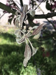 Podosphaera leucotricha