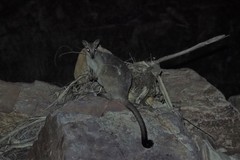 Petrogale brachyotis