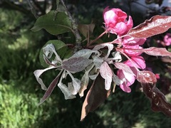 Podosphaera leucotricha