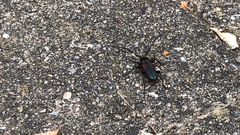 Callidiellum rufipenne