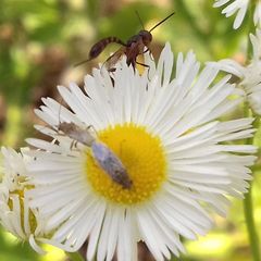 Gasteruption hastator