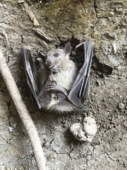 Rousettus aegyptiacus