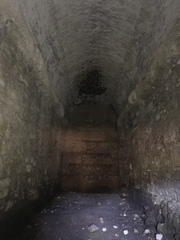 Rousettus aegyptiacus