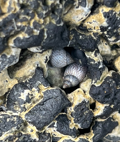 Littorina pintado observed 2026-06-05