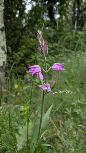 Red Helleborine