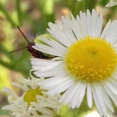 Gasteruption hastator