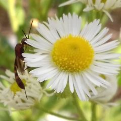 Gasteruption hastator