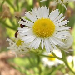 Gasteruption hastator