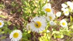 Gasteruption hastator