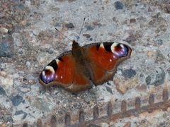Aglais io