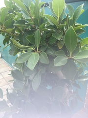 Ficus microcarpa