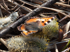 Aglais urticae