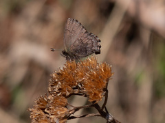 Ahlbergia frivaldszkyi