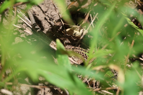 Italian Wall Lizard