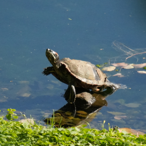 Red-eared Slider