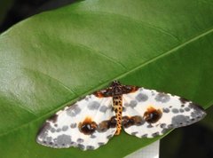 Abraxas amicula-illuminata