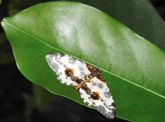 Abraxas amicula-illuminata