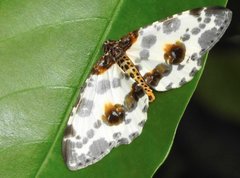 Abraxas amicula-illuminata