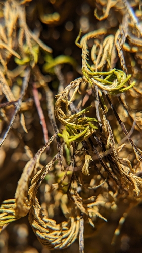 iNaturalist observation photo of Mosses