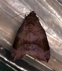 Bastilla hamatilis