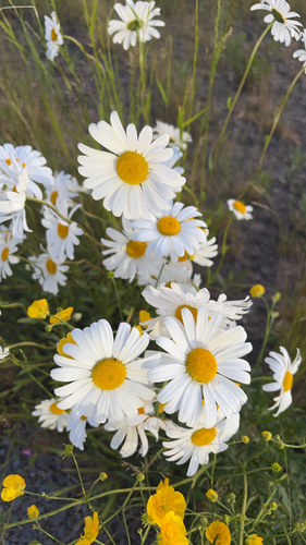 oxeye daisy