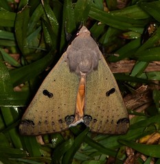 Ophiusa parcemacula