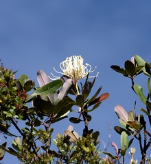Oreocallis grandiflora