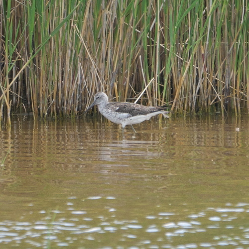 iNaturalist image