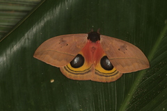 Automeris belti
