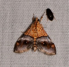 Tetracona amathealis