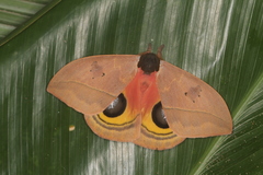 Automeris belti