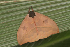 Automeris belti