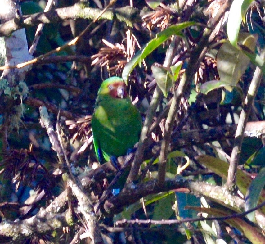 Red-Faced Parrot