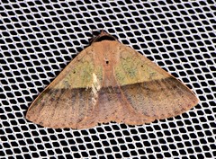 Ophyx ochroptera