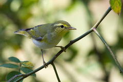 Wood Warbler photo 2