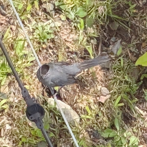 Gray Catbird