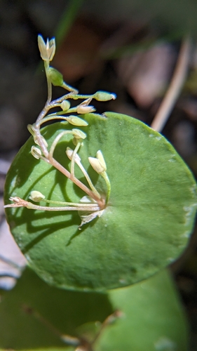iNaturalist observation photo of miner's lettuce