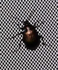 Calosoma schayeri