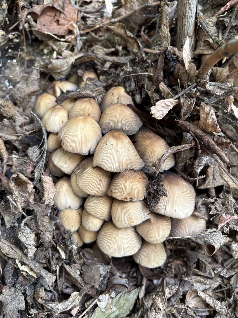 mica cap · June 2026 · photo: Photo: (c) sylbobaggins, some rights reserved (CC BY) · iNaturalist