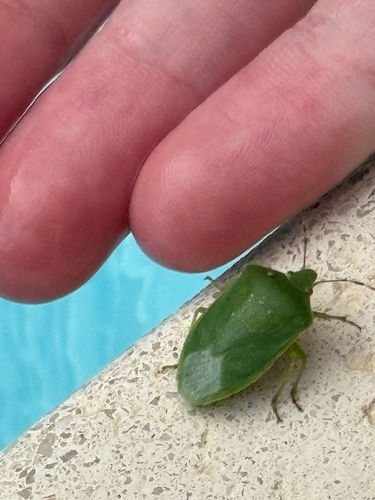 Southern Green Stink Bug