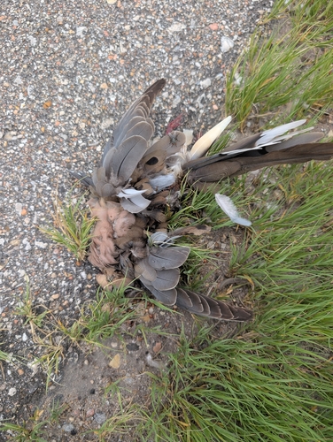 Mourning Dove