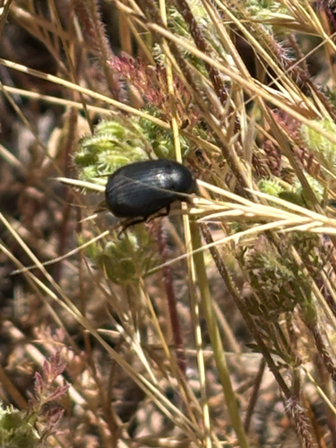 iNaturalist observation photo of Coniontis