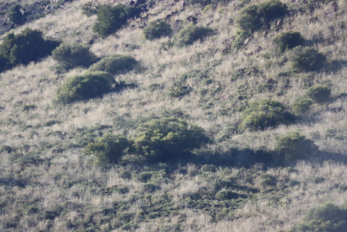 Searsia erosa, photograph 3