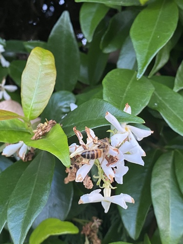 Western Honey Bee