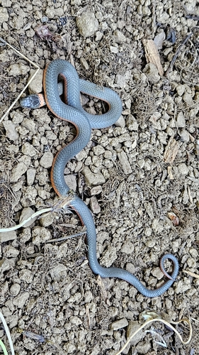 iNaturalist observation photo of Ring-necked Snake