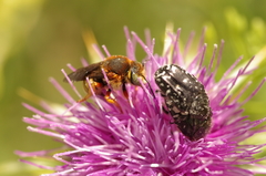 Icteranthidium laterale