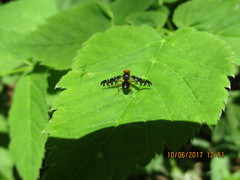 Platyparea discoidea