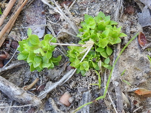 Image of Lepuropetalon spathulatum by (c) Sam Kieschnick, some rights reserved (CC BY)
