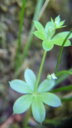 iNaturalist observation photo of bedstraws